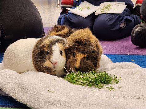 Guinea Pigs as Classroom Pets | Education Grants
