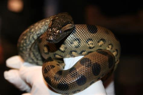 Anaconda Mom Gives Birth to Baby Clones, No Male Required