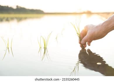 Hand Planting Rice Paddy Field Stock Photo 2155260445 | Shutterstock