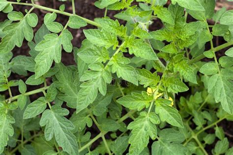 Tomato plant leaves stock photo. Image of plant, horticulture - 115654986