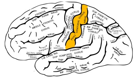 Telencephalon Anatomy And Function Of The Cerebrum