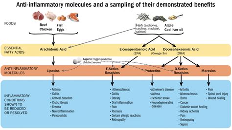 Inflammation Causes Many Common Diseases Of Aging Harvard Magazine