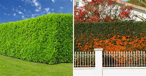 6 Piante A Crescita Veloce Per Una Siepe Sempreverde In Giardino Nomi