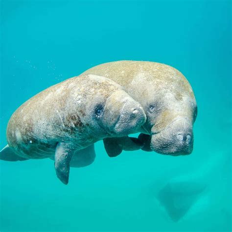 100 Manatee Wallpapers