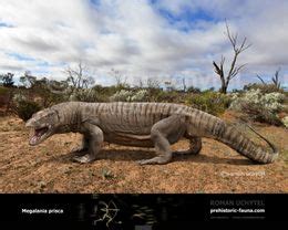 Megalania Prisca Ecured