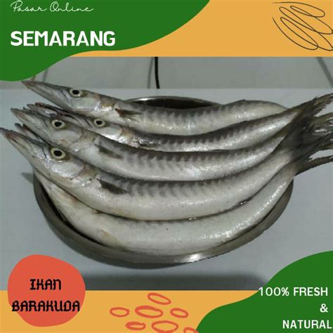 Jual Ikan Barakuda Ikan Baracuda Fresh Segar Natural Hasil Laut