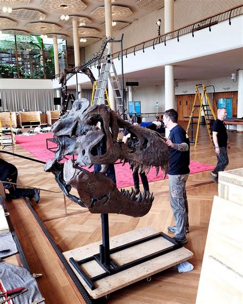 T Rex Dinosaur Skeleton Auctioned For First Time In Europe IHA News