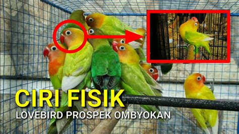 Cara Mengetahui Lovebird Konslet Prospek Di Ombyokan YouTube