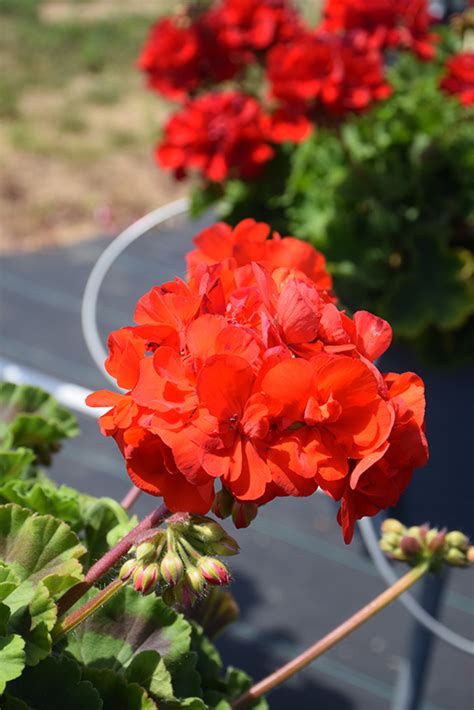 Americana Red Geranium Pelargonium Americana Red In Detroit Ann