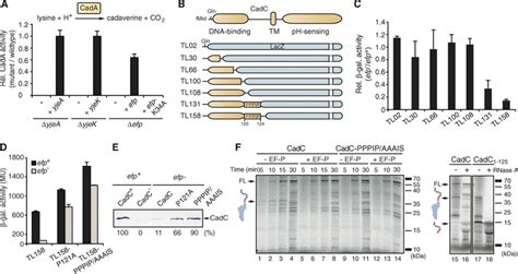 Translation Elongation Factor Ef P Alleviates Ribosome Stalling At Polyproline Stretches Science