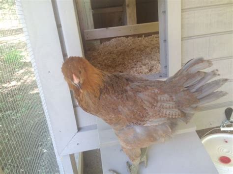 Easter Egger Hen Or Roo BackYard Chickens Learn How To Raise