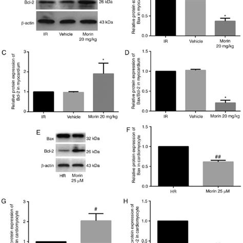 Relative Mrna Expression Levels Of Bax And Bcl2 And The Bax Bcl 2 Download Scientific Diagram