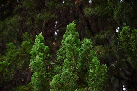 Ciprés Fondos Salvaje Planta Paisaje Imagen de Fondo Para Descarga