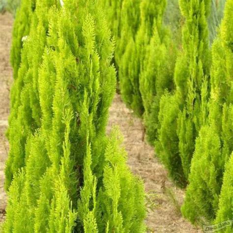 Туя Пирамидалис Ауреа / С3 / H 30-40 / Thuja Pyramidalis Aurea — Купить ...