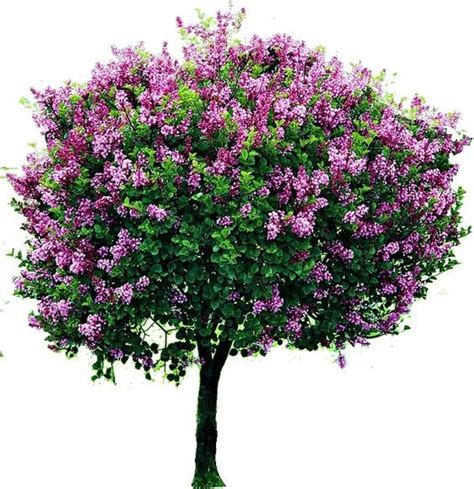 Lilac Know Tips To Grow And Care