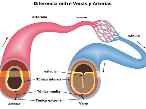 Opcional buffet judío que diferencia hay entre las venas y las arterias