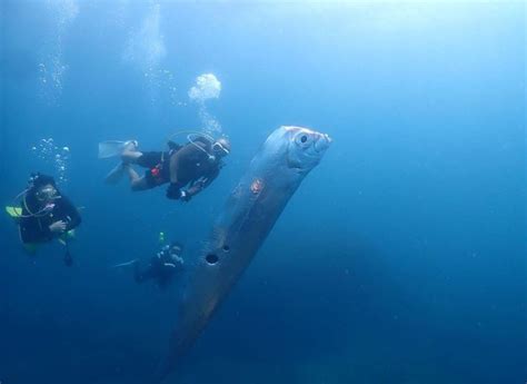 PEIXE GIGANTE Animal é flagrado por mergulhadores de Taiwan veja o