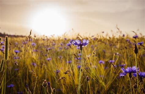 Cornflower Field Barley - Free photo on Pixabay - Pixabay