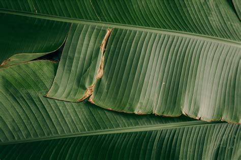 Manfaat Daun Pisang Ini Manjur Untuk Jaga Kesehatan Varia Katadata