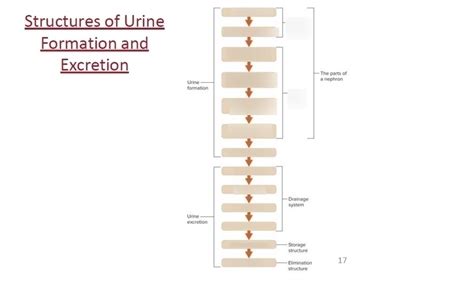 Structure Of Urine Formation And Excretion Part 1 Diagram Quizlet