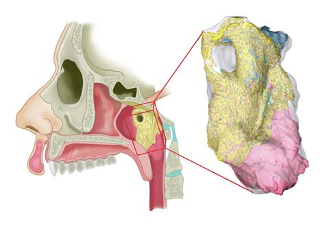 Scientists Discover New Human Salivary Glands | The Scientist Magazine®