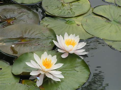 Pic of Lily Pond in Montreal's Botanical Garden