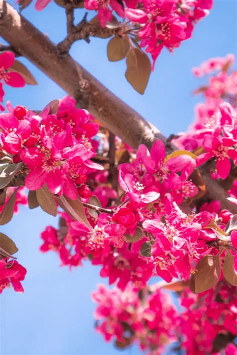 29 Stunning Pink Flowering Trees to Transform Your Garden