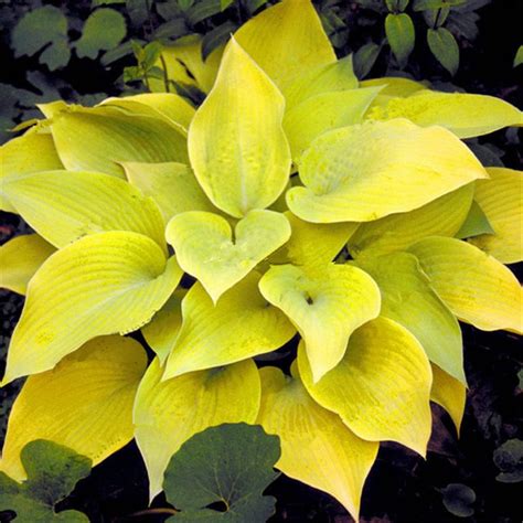 Pcs Mixed Colorful Hosta Flower Seeds Bestseedsonline Free