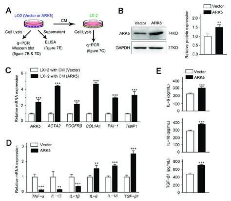 Up Regulation Of Ark In Hepatocytes Promotes Hscs Activation Via