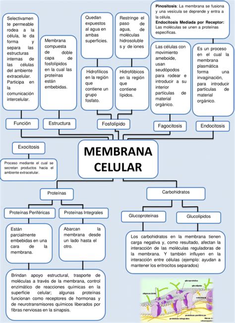 Mapas Conceptuales De La Membrana Celular Descargar