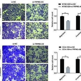 Silencing Of LncRNA TRPM2 AS Inhibits Cell Migration And Invasion In