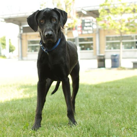 Black Great Dane Lab Mix