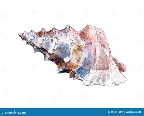 Seashell Set Watercolor Illustration Watercolor Hand Drawn Sea Shells