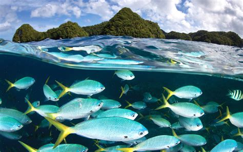 Palau Diving Center wallpaper | animals | Wallpaper Better