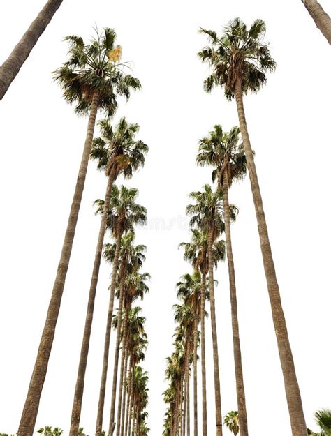 Hollywood Palms stock photo. Image of tropical, california - 18471994