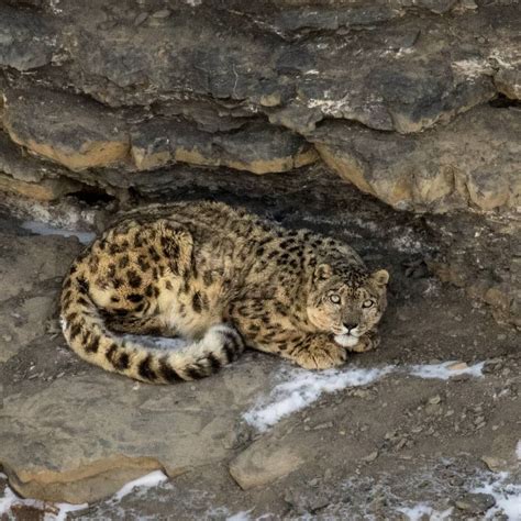 Reasons Why Snow Leopards Are Endangered