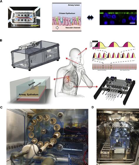 Matched Comparative Modeling Of Normal And Diseased Human Airway