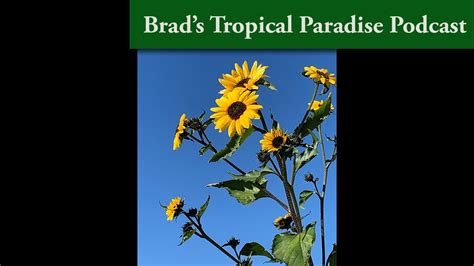 Brad S Tropical Paradise Podcast 1 Growing Sunflowers From A