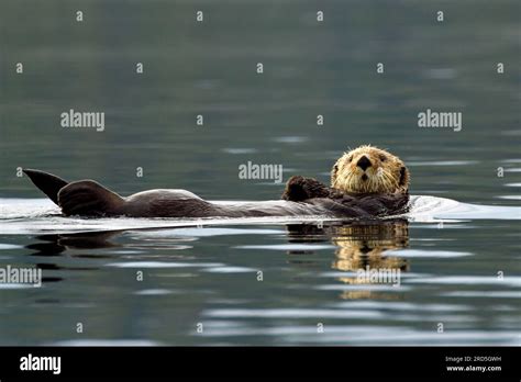 A Sea Otter Enhydra Lutris Floating On Its Back On The Water Surface