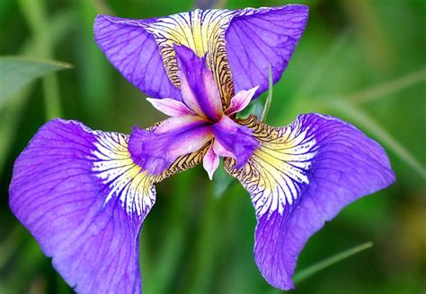 Wild Iris in Alaska Alaska Art, Art In The Park, Wild Iris, Iris ...