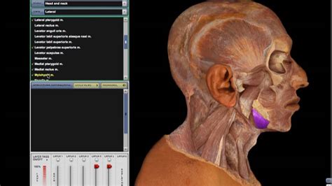 Mcgraw Hill Anatomy And Physiology Revealed