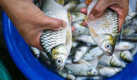 Cara Budidaya Ikan Tawes Di Kolam Terpal, Mudah dan Menghasilkan