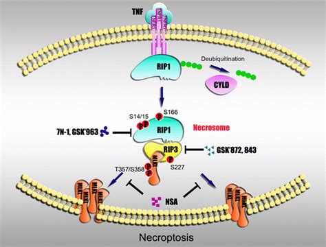 Signaling Pathway Of Necroptosis In Tnf Triggered Necroptosis Of Human Download Scientific