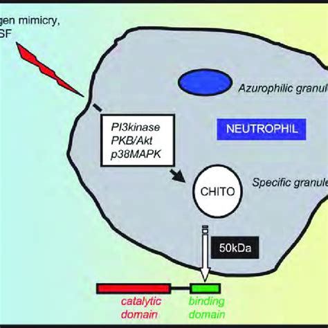 The substrate assisted mechanism of family 18 chitinases. | Download ...