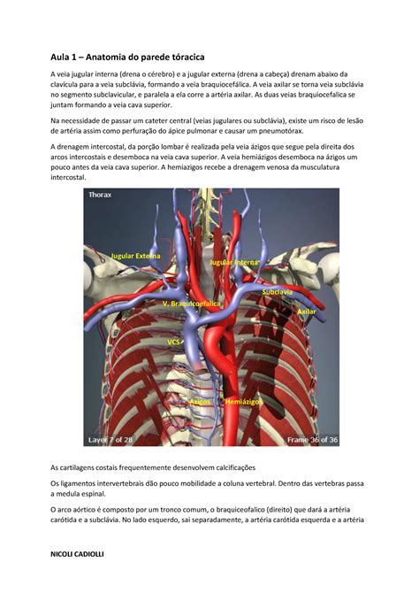 Resumo Anato Aula 1 Anatomia Do Parede A Veia Jugular Interna Drena