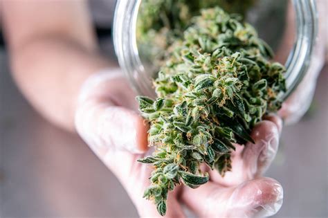 Smokable Hemp Flower Guide — Best Strains Of 2021