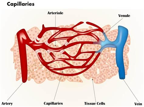 Capillaries Diagram