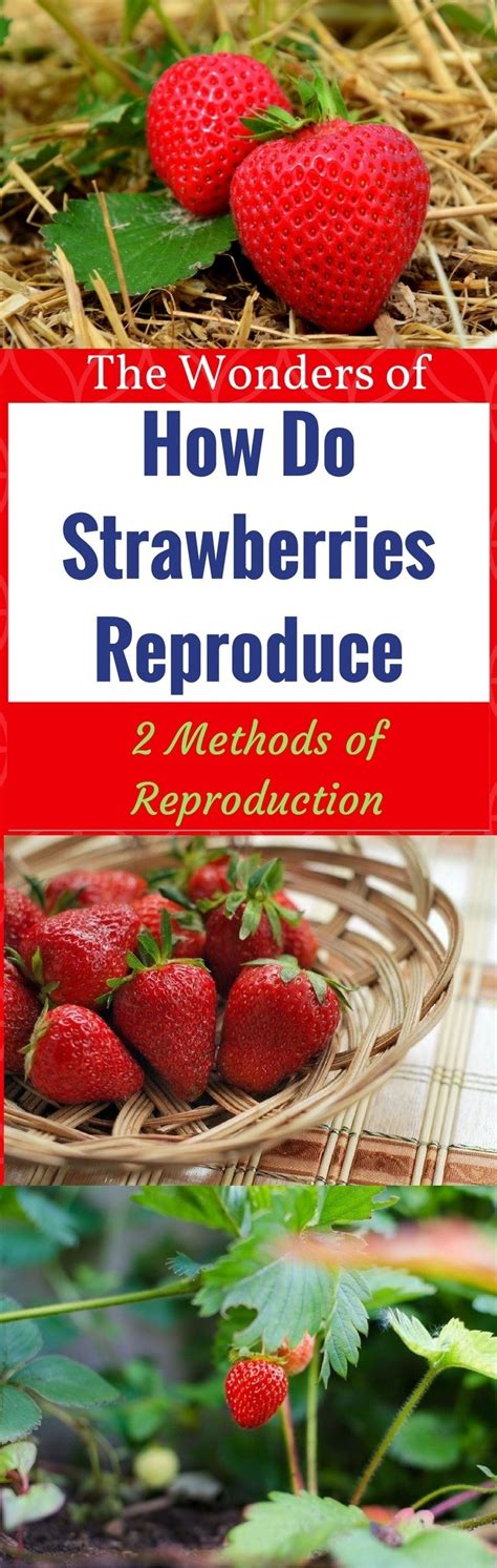 The Wonders Of How Do Strawberries Reproduce 2 Methods Of Reproduction Garden Ambition