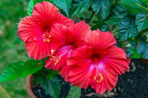 Hibiscus Flower Extract Powder 25 Kg At Rs 600 Kg In Greater Noida Id 2848978431662