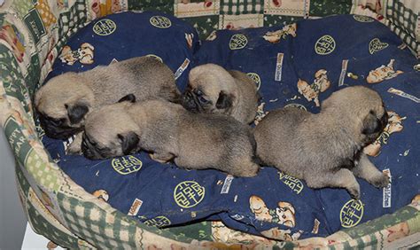 Cuccioli Di Carlino A Bra Allevamento Le Ombre Verdi